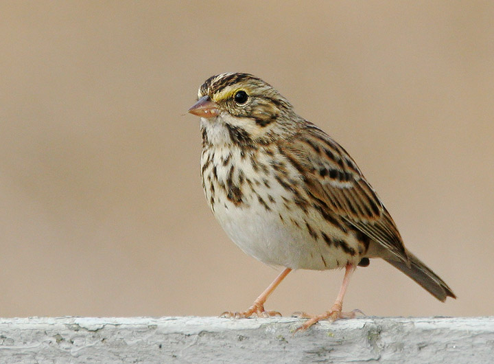 Savannah Sparrow