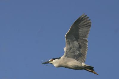 Black-crowned Night-heron, carrying nesting material