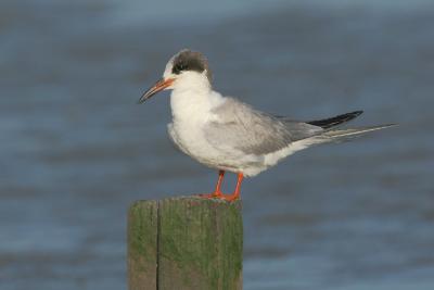 Forster's Tern, second summer