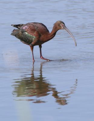 White-faced Ibis, adult breeding