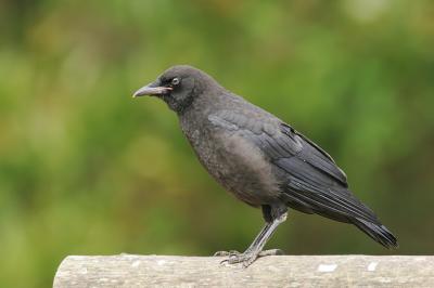 American Crow, juvenile