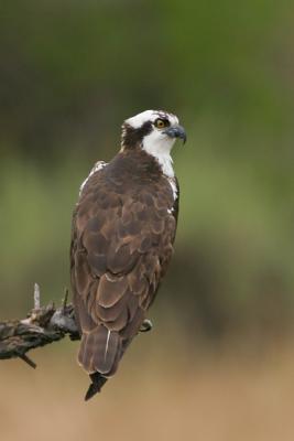 Osprey