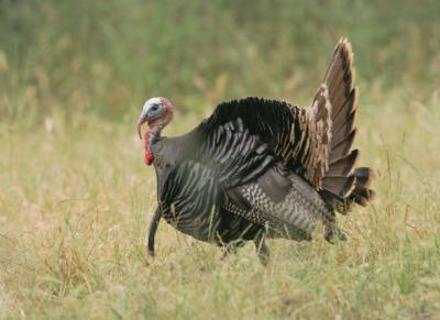 Wild Turkey, male displaying
