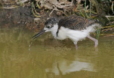 Black-necked Stilt, juvenile