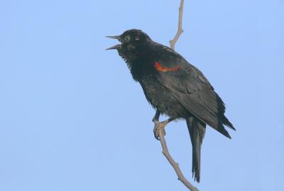 Red-winged Blackbird, singing bicolored male