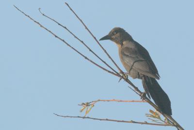 Great-tailed Grackle, female