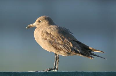 Heermann's  Gull, first summer