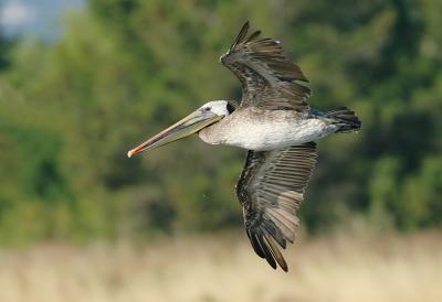 Brown Pelican, adult flying