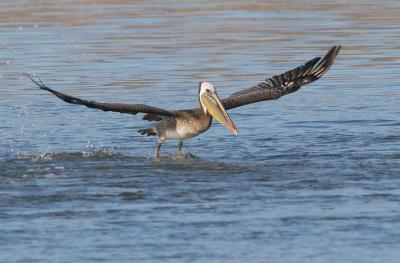 Brown Pelican, adult landing