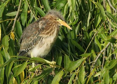 Green Heron, juvenile