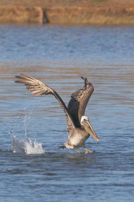 Brown Pelican, adult landing