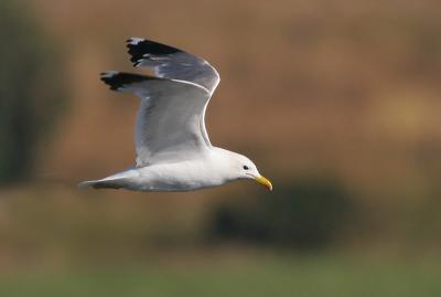 California Gulls