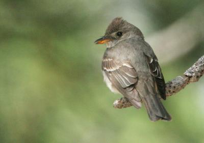 Western Wood-Pewee