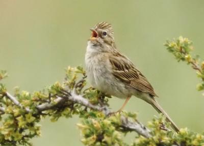 Brewer's Sparrow, singing male