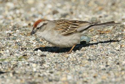 Chipping Sparrow