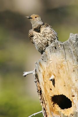 Northern Flicker, female at nest