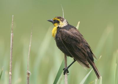 Yellow-headed Blackbird, first summer male