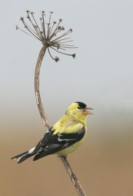 American Goldfinch, singing male