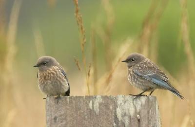 Western Bluebirds, juvenile