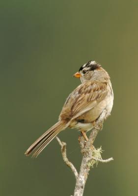 White-crowned Sparrow, singing male, Nuttall's
