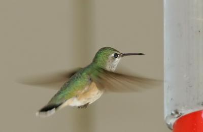 Calliope Hummingbird, female