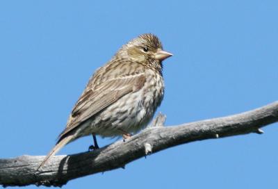 Cassin's Finch, female