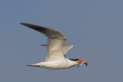 Caspian Tern, carrying food to nest