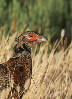 Ring-necked Pheasant, young male