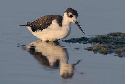 Black-necked Stilt, juvenile