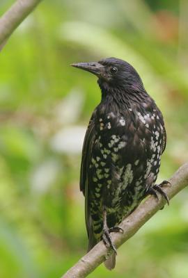 European Starling, adult, molting