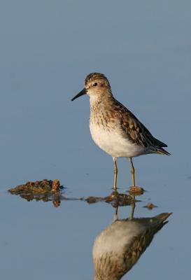 Least Sandpiper, breeding plumage Fall