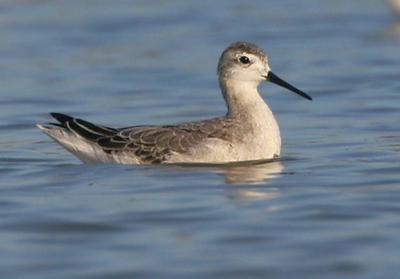 Wilson's Phalarope, non-breeding adult