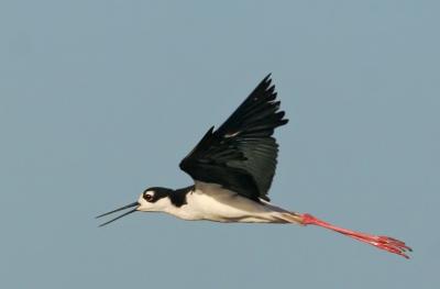 Black-necked Stilt, flying male