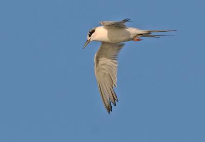 Forster's Tern, immature flying