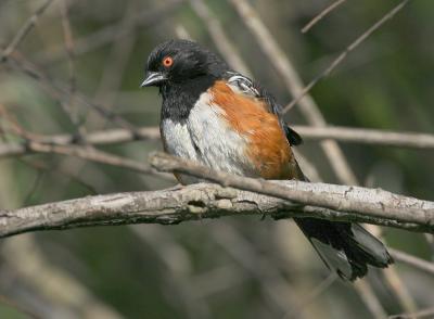 Spotted Towhee, male