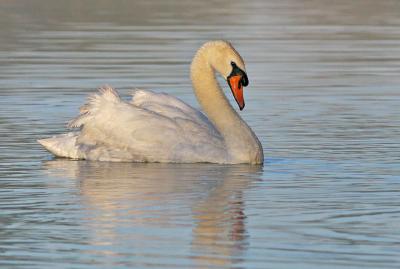 Mute Swan, male