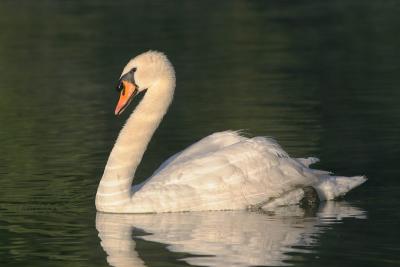 Mute Swan, male