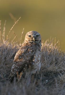 Burrowing Owl, adult