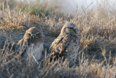 Burrowing Owls, adult with juvenile