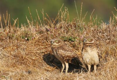 Burrowing Owls, juveniles