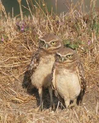 Burrowing Owls, juveniles