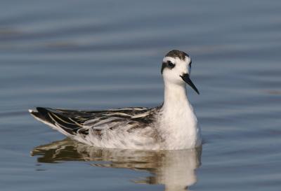 Red-necked Phalarope, juvenile