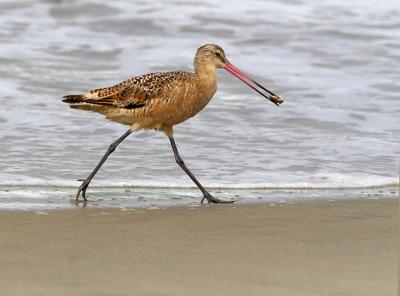 Marbled Godwit