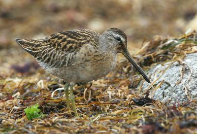 Short-billed Dowitcher, juvenile