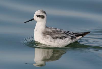 Red-necked Phalarope, adult molting to winter plumage
