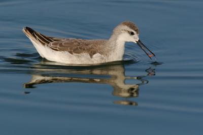 Wilson's Phalarope, juvenile