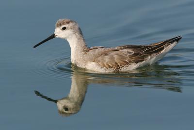 Wilson's Phalarope, juvenile