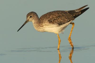 Greater Yellowlegs