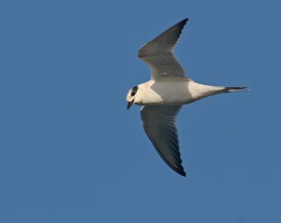 Forster's Tern, winter plumage
