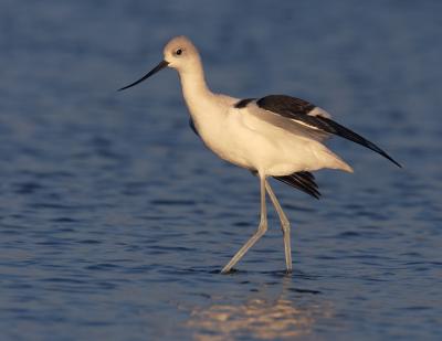 American Avocet, winter plumage male